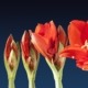 https://blogs.reading.ac.uk/crg/2014-advent-botany-day-18-amaryllis-hippeastrum-spp/grow-73353_1280/